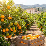 High-Yielding Orange Tree Live Plant 1.5-2 Ft Tall in 1 Gallon Pot, Citrus Fruit Tree for Patio Containers, Backyard and Indoor Growing