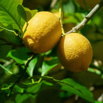 Live Meyer Lemon Tree Plant, Lemon Citrus Fruit Tree, 2-4 Inches Tall in 4 Inch Pot, Ready for Planting