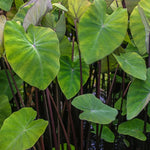 Set 2 Black Stem Colocasia Elephant Ear Plants Live 4–7 Inches Tall, Tropical Foliage Plants for Outdoor Garden, Large Leaf Plants for Patio, Containers or Landscape