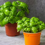 2 Sweet Basil Plants Live, Live Basil Plant, 4 to 6 Inc Long, Fragrant Herb, Fast Growing, No Ship to CA