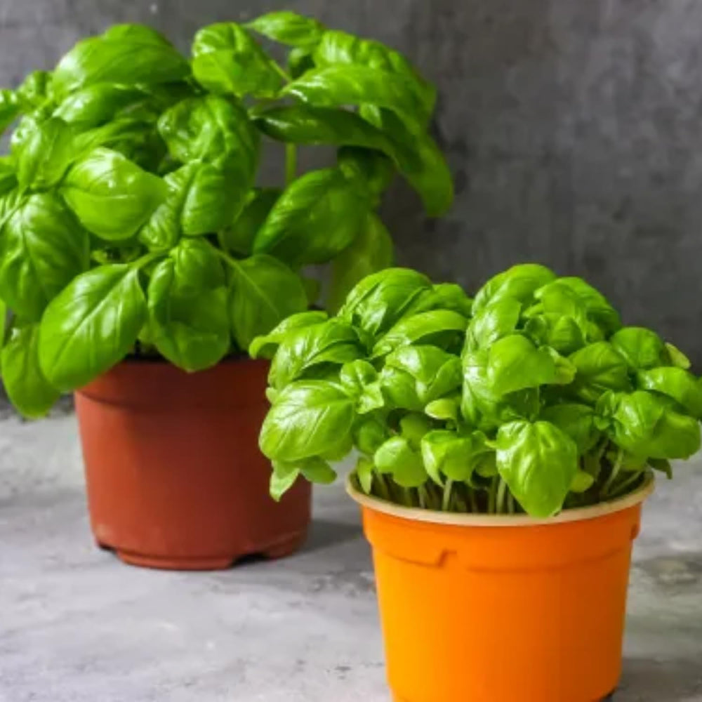 2 Sweet Basil Plants Live, Live Basil Plant, 4 to 6 Inc Long, Fragrant Herb, Fast Growing, No Ship to CA