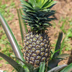 1 White Jade Pineapple Plant Live for Planting, Sweet Pineapple Fruit Tree Live Plant 5 to 8 Inch Tall, Pineapple Starter Plants