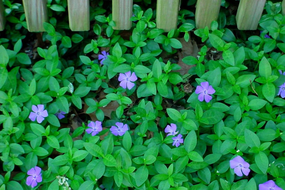 Vinca Plant Live, Periwinkle Plant Live in 4 Inches Pot, Live Vinca Minor Plant, Vinca Starter Plant, Vinca Ground Cover Live Plant for Garden