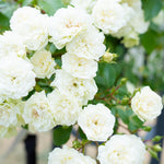 Starter Climbing Roses Live Plants, Rose Bushes Ready to Planting, No Pot, Cut Back, Well Rooted, 6-8 Months Old (White)