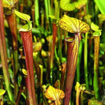 Sweet Nepenthes Pitcher Plant Live in Pot, Pond Plant, Exotic Tropical for Indoor Outdoor Décor, Easy to Grow, Rare Variety, 7 Months Old