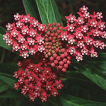 2 Deep Red Milkweed Plants Live, 5-8 Inch Tall, Butterfly Milkweed Asclepias Tuberosa Plant for Perennial Flower