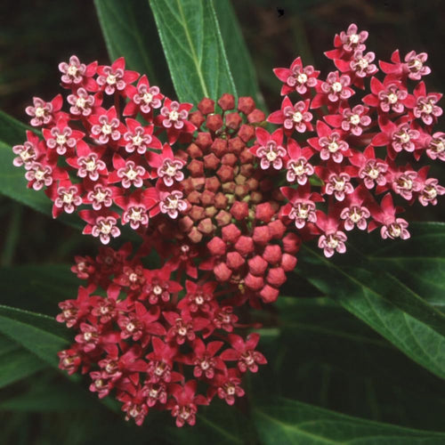 2 Deep Red Milkweed Plants Live, 5-8 Inch Tall, Butterfly Milkweed Asclepias Tuberosa Plant for Perennial Flower