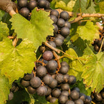 2 Rare Grape Vines Live Plants, Sweet Starter Grapevine from 5 to 8 Inches in Tall, Easy to Grow Indoor Outdoor, No Pot (Black Muscadine)