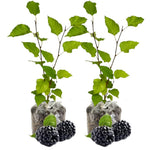 Pack 2 Mulberry Tree Live Plant for Growing 5 to 8 Inch Tall, Everbearing Mulberry Bush Live Plant, Mulberry Plant Live Home Garden (Dwarf Mulberry)