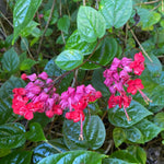 Pack 4 Clerodendrum Bleeding Heart Plants Live, 5-10 Inch Tall, Clerodendrum Bleeding Heart Vine, Bell Shaped Flowers (Red Purple Bleeding Heart)