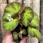 2 Live Begonia Angel Wing Maculata Set, Size 5-9 Inch Tall, Trailing Green Polka Dot Begonia Plants, Indoor Outdoor Decorative Houseplants