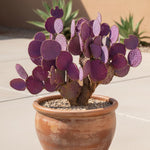 Live Purple Prickly Pear Cactus Plant, Prickly Pear Cactus Plants, 6-8 Inches Tall, Ready for Growing