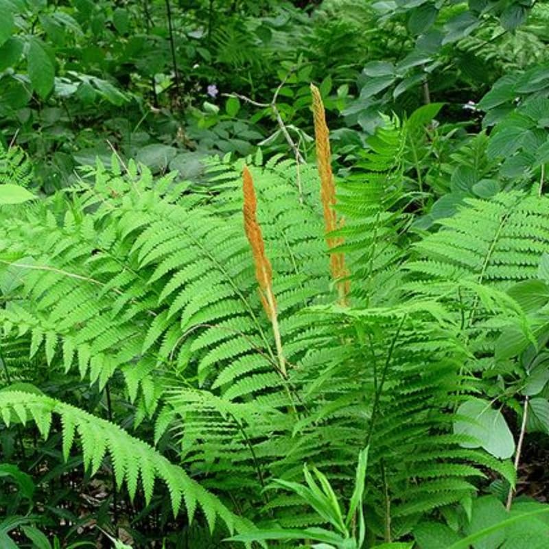 Cinnamon Fern Bare Roots, 30 Fern Roots, 4 to 7 Inc in Height