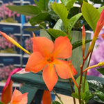 2 Mix Dipladenia Bushes Flower Plants, Pink Flowering Plants, 4-8 Inches, Outdoor Growing
