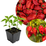 Hot Pepper Plant Live for Planting, Pepper Plant in 4 Inc Pot, 4-6 Inc Tall, Well Rooted, Hot Peppers Starter Plant for Indoor Outdoor Growing, 2 Plants in Pot