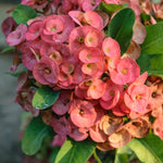 Set 2 Salmon Euphorbia Milii Plants, Crown of Thorns Live Plant, 5-8 Inc Tall, Hardy Euphorbia Flowering Houseplants