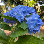 Blue Hydrangea Bush Live Plant, Cold Hardy Flowering Shrub, 1-1.5 Ft Tall