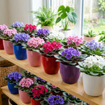 2 African Violet Plants, Violet Live Plant, 3-5 Inc Tall, Colorful Blooms