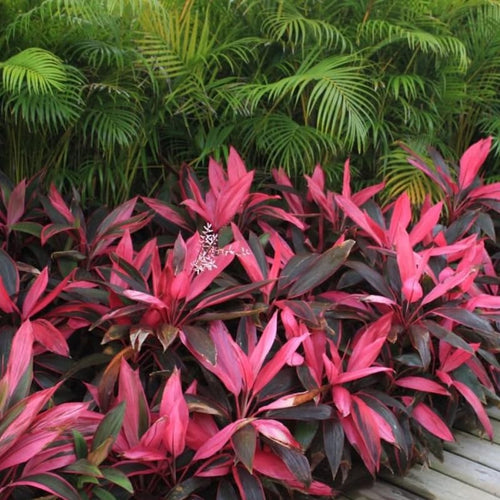 2 Giant Cordyline Red Sister Ti Plants Live, Hawaiian Red Ti Leaf Plants for Planting, Red Cordyline Plant Live 4 to 6 Inch Tall