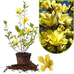 Magnolia Tree Live Plant 12 to 18 Inch Tall, Fragrant Magnolia Plant Live, Magnolia Bush Live Plant in Gallon Pot (Yellow Bird Magnolia)