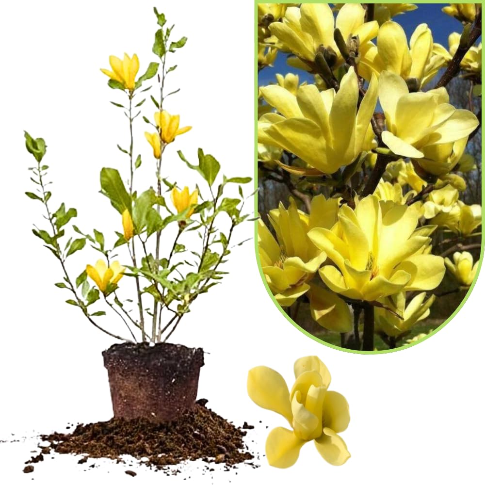 Magnolia Tree Live Plant 12 to 18 Inch Tall, Fragrant Magnolia Plant Live, Magnolia Bush Live Plant in Gallon Pot (Yellow Bird Magnolia)