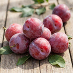 Red Plum Tree Live Plant, Plum Fruit Tree Plant, 2-3 Ft Tall