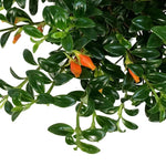 Goldfish Plant Live Houseplant, Lady Goldfish Variety, 4-Inch Potted Tropical Indoor Plant