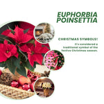 2 Multi Varieties Poinsettia Plants Live, Dwarf Red Poinsettia Flowers for Holiday Christmas Gift, Decoration Houseplant 5-10" in Tall, No Pot