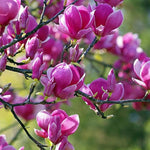 Set of 2 Magnolia Trees Live, 8-12 Inches Tall Cuttings Hardy Fragrant Flowering Magnolia Plants for Outdoor Garden (Ann Magnolia)