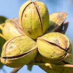 4 Pecan Trees Live Dormant, Cold Hardy Nut Trees for Gardens and Landscapes, 1-2 Feet Height Bareroots