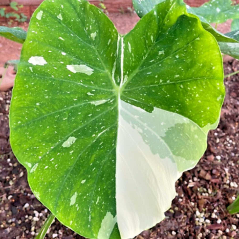 Colocasia Elephant Ears Live Plant, Alocasia Plant, Esculenta Taro Live Houseplant, 5-7 Inc Tall (Bicolor)