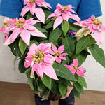 2 Multi Varieties Poinsettia Plants Live, Pink Poinsettia Flowers for Holiday Christmas Gift, Decoration Houseplant 5-10" in Tall, No Pot