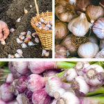 4 Softneck Garlic Bulbs for Planting in Fall, XL Size Garlic Bulbs for Growing
