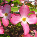 Pack 2 Pink Dogwood Trees for Planting Outdoors, 6 to 12 Inc Tall Pink Flowering Dogwood Trees Live Plants in 2.5" Pot, Cold Hardy, Well Rooted