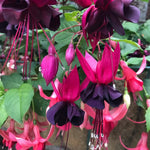 2 Black Fuchsia Live Plants 4-7'' Tall, Hardy Hanging Basket Flower Plant, Shade Loving Blooming Fuchsia Starter Plants