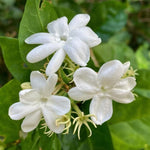 Jasmine Live Plant 4–8″ Tall, Jasmines Flower Vine, Fragrant White Blooms, Outdoor or Container Growing (Orleans Jasmine)