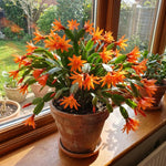 Orange Easter Cactus Plant Live 4-6 Inches, Vibrant Spring Bloomer for Indoor Decor, Patio Pots, Ready to Grow