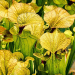 Nepenthes Pitcher Plant Pots Live Plants, Yellow Pitcher Nepenthes for Terrariums Backyard Gardens, Size Starter 8 Months Old for Easy Planting Indoor Outdoor