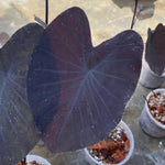 Black Colocasia Elephant Ear Plants Live 4–7 Inches Tall, Taro Alocasia Tropical Foliage Plants for Outdoor Garden Home Decor