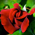 Fragrant Climbing Rose Live Plant, Well Rooted 5-9" Tall, No Leaf, Indoor Outdoor Climber, Rose Bush, Hybrid Tea Rose Like (Velvet Red Black)