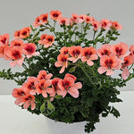 2 Mix Scented Geranium Plants Live 4–7 Inches Tall, Fragrant Flowering Geranium Herb Plant, Indoor Outdoor Container Plant for Garden