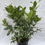 Meyer Lemon Tree 1.5-2 Ft Tall in Gallon Pot, Live Grafted Lemon Citrus Plant for Garden and Patio Pots, Ready to Grow