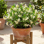 Star Jasmine Plant Live 4-7 Inches Tall, Fragrant Flowering Vine for Garden, Patio Containers and Indoor Growing