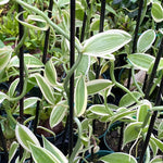 Fast Growing Vanilla Bean Orchid Live Plant, Variegated Fragrant Beans Vanilla Starter Plant, 3 to 7 Inches in Tall, Rare Plant Outdoor Indoor