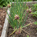Set of 5 Egyptian Walking Onion Live Plants, 2 Year Old Perennial Onions
