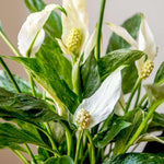 2 Variegated Peace Lily Live Houseplant - Live Indoor Houseplant with Elegant Leaves - 5 to 9 Inc Tall