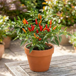 Set 2 Pepper Plants Live for Planting, Pepper Plant, 4-6 Inc Tall, Live Vegetable Plants for Indoor Outdoor Growing (Small Upright Hot Peppers)