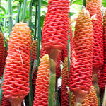 12 Shampoo Ginger Rhizomes for Planting, Zingiber Zerumbet Roots, Hardy Perennial Red Pinecone Ginger Roots for Outdoor Garden