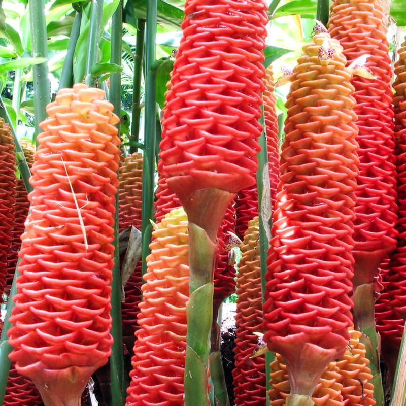 5 Awapuhi Shampoo Ginger Roots, Zingiber Zerumbet Rhizomes for Planting, Tropical Perennial Ginger Plant for Landscaping