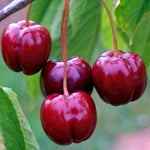 2 Live Acerola Barbados Cherry Trees, 5-10 Inch Tall Fruit Plants for Ornamental Garden, No Pot, Spring Planting